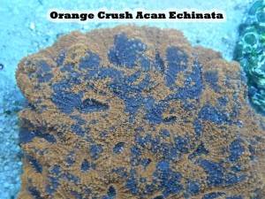 Orange Crush Acan Enhinata