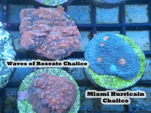 waves of roseate chalice  miami hurican chalice