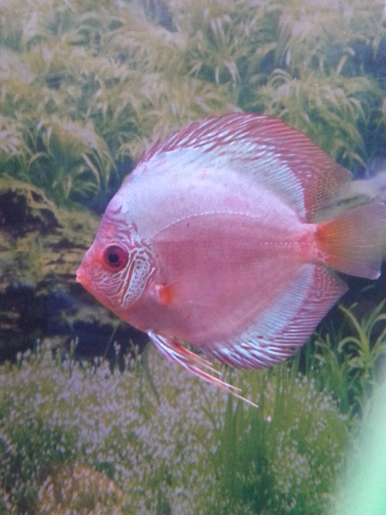 Fish Rick's Fish & Pet Supply, Inc