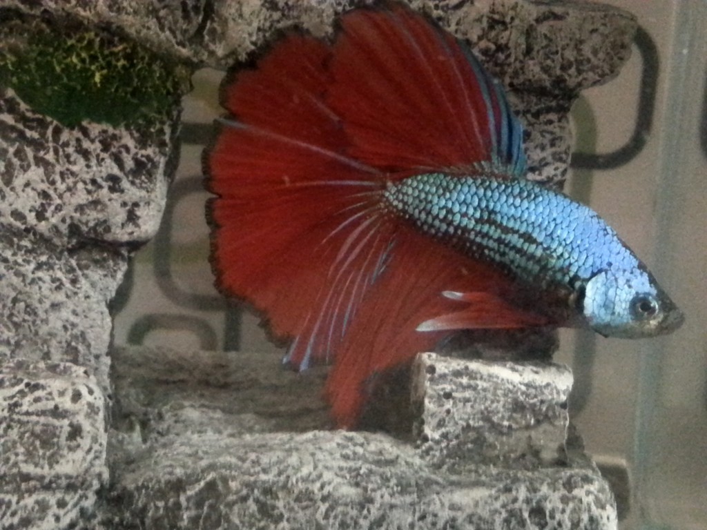 Betta Fish | Rick's Fish & Pet Supply, Inc