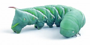 Hornworms Are Available Here!